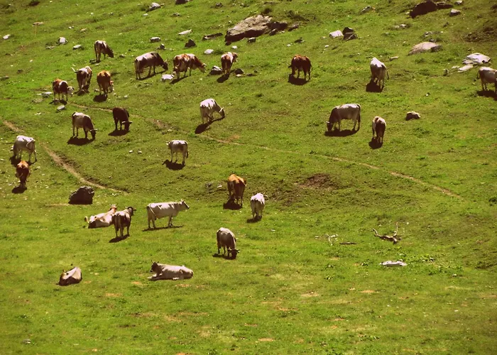 Il Piccolo Hotel apartamentowy